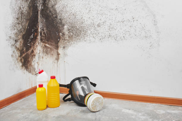 Best White Mold Remediation in Haymarket, VA