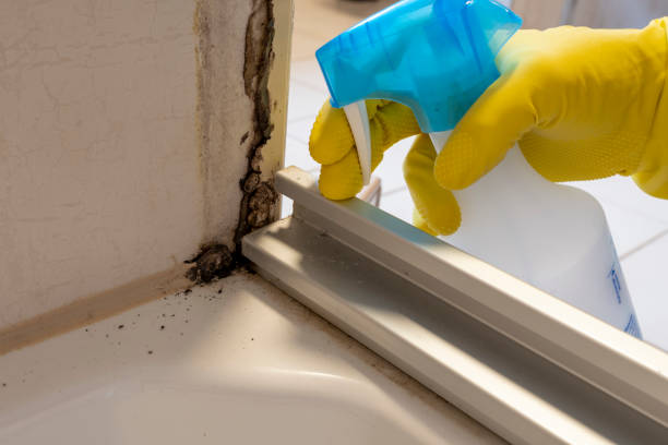 Best Kitchen Mold Remediation in Haymarket, VA