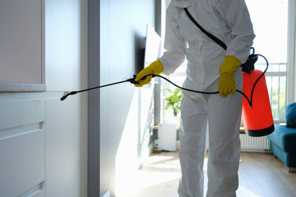 Best Black Mold Remediation in Haymarket, VA