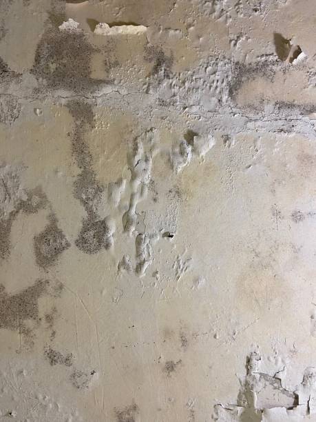 Best Emergency Mold Remediation in Haymarket, VA